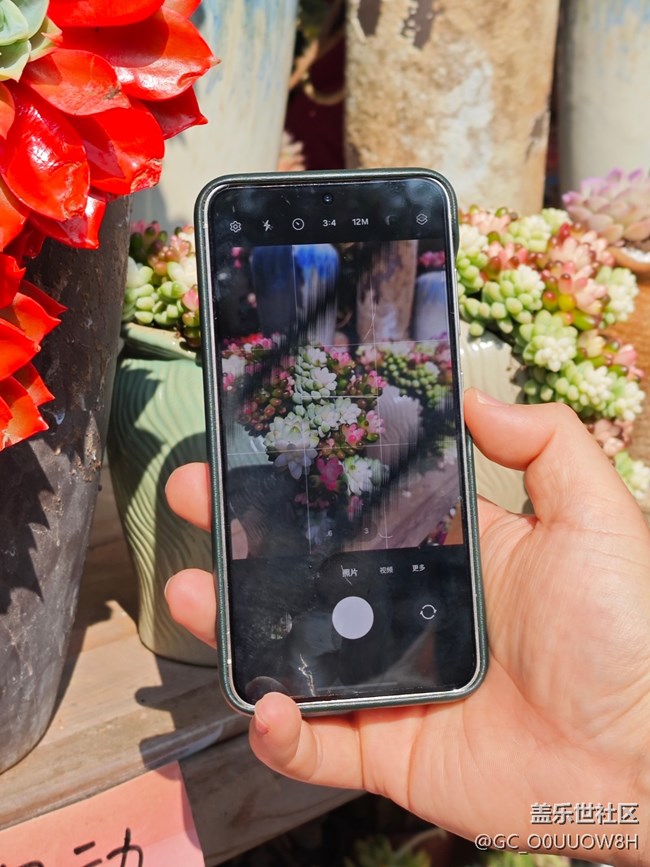 【春日寻花】城南花开