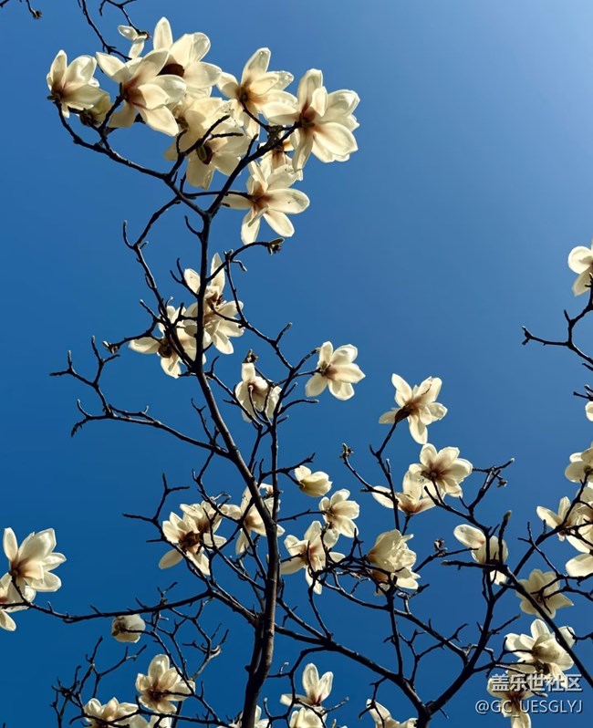 【广州的花花们】+玉兰花下，邂逅春日浪漫