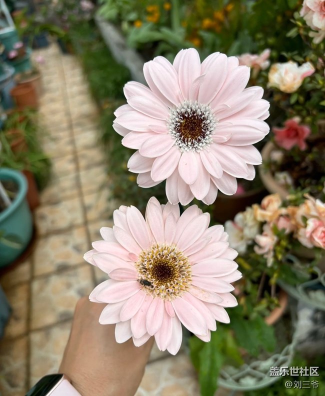 【春花浪漫】+花事日常，悲喜参半