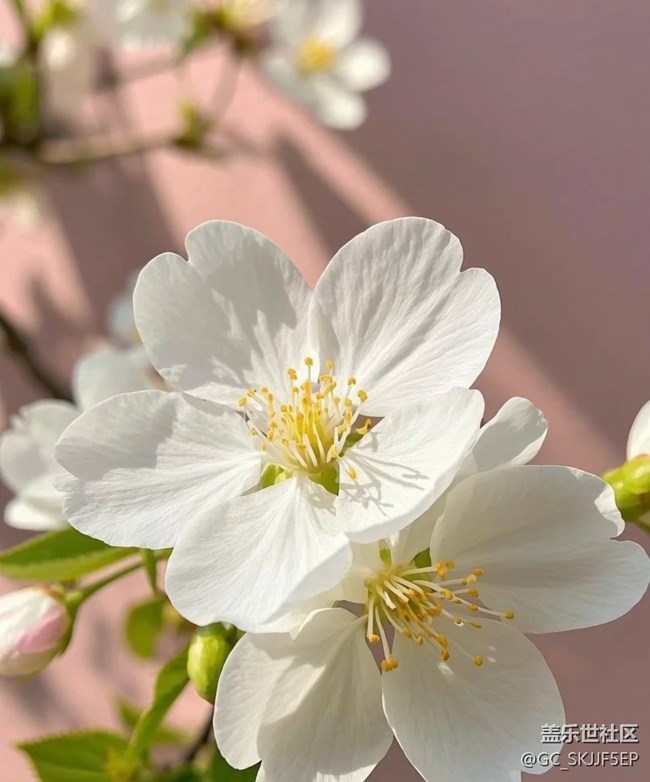 【广州的花花们】花间绮梦，共赴浪漫