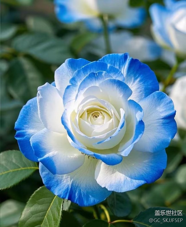 【广州的花花们】花间绮梦，共赴浪漫