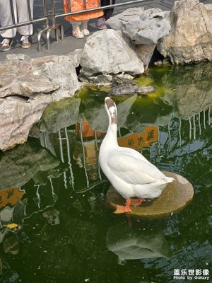大鹅