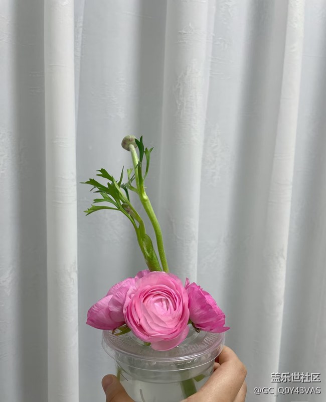 【广州的花花们】花漾生活，浪漫满屋