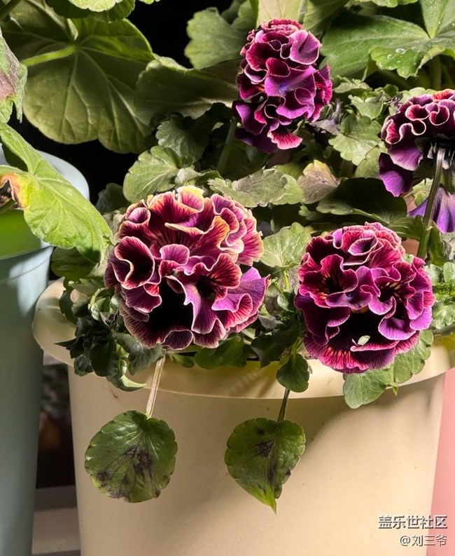 【春花浪漫】+繁花入室，邂逅浪漫