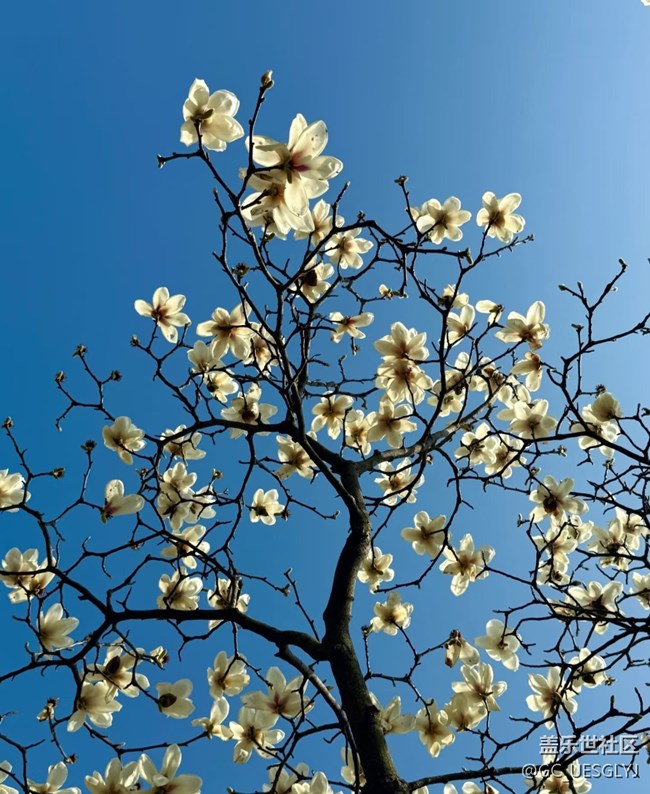 【广州的花花们】+玉兰花下，邂逅春日浪漫