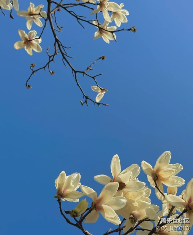 【广州的花花们】+玉兰花下，邂逅春日浪漫