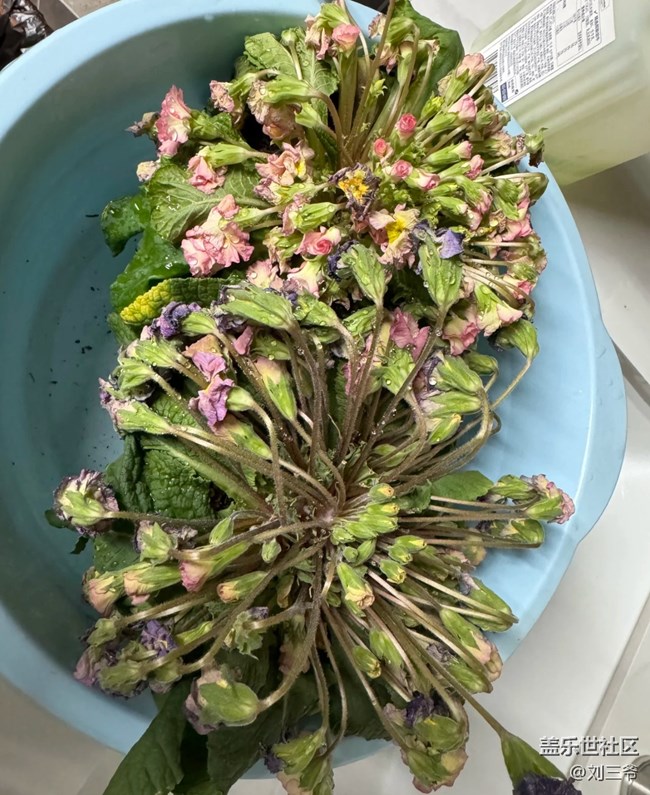 【春花浪漫】+花事日常，悲喜参半