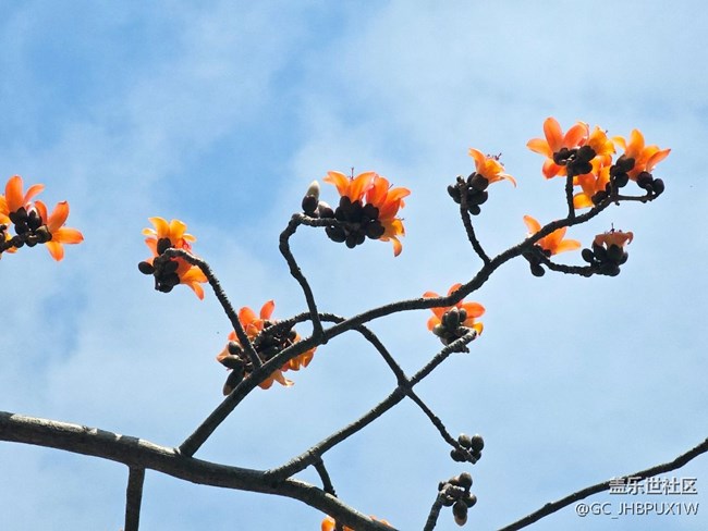 【广州的花花们】木棉花