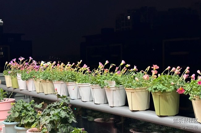 【春花浪漫】+花事日常，悲喜参半