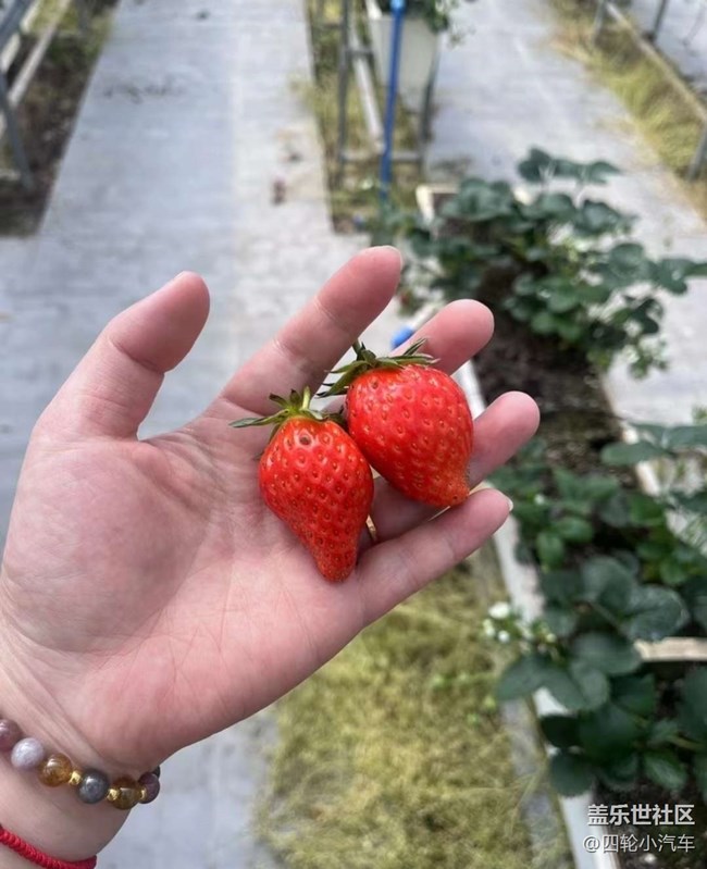 【约定3月的旅行】摘草莓