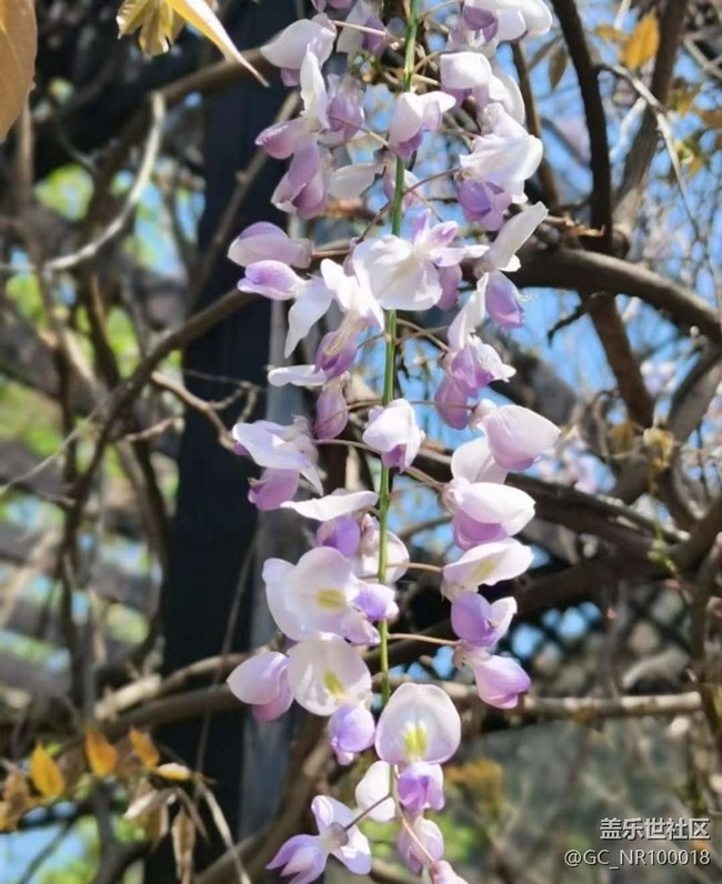 【春日寻花】满园春色