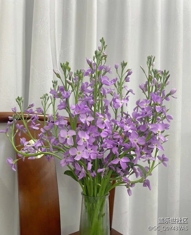 【广州的花花们】花漾生活，浪漫满屋