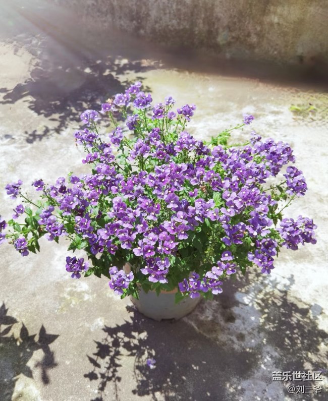 【春花浪漫】+阳台花海，藏着小确幸