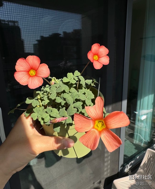 【春花浪漫】+阳台花海，藏着小确幸