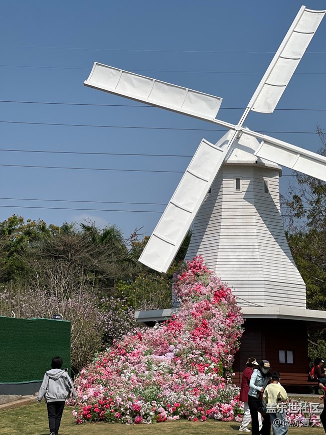 【春日寻花】风车与花海