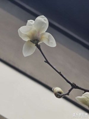 玉兰花开了