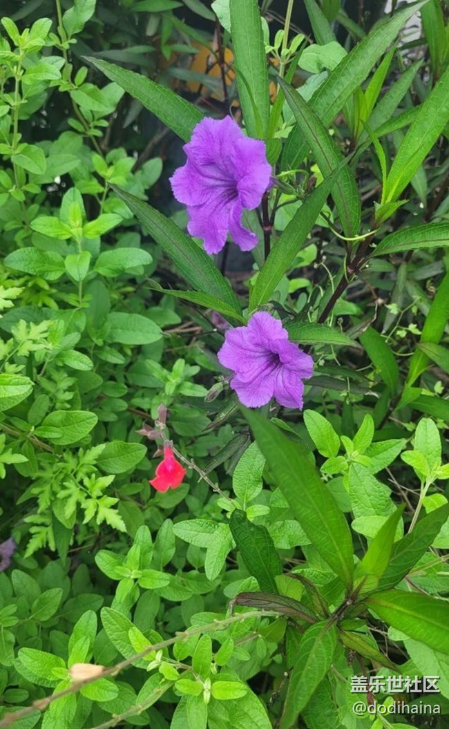 【春日寻花】繁花似锦