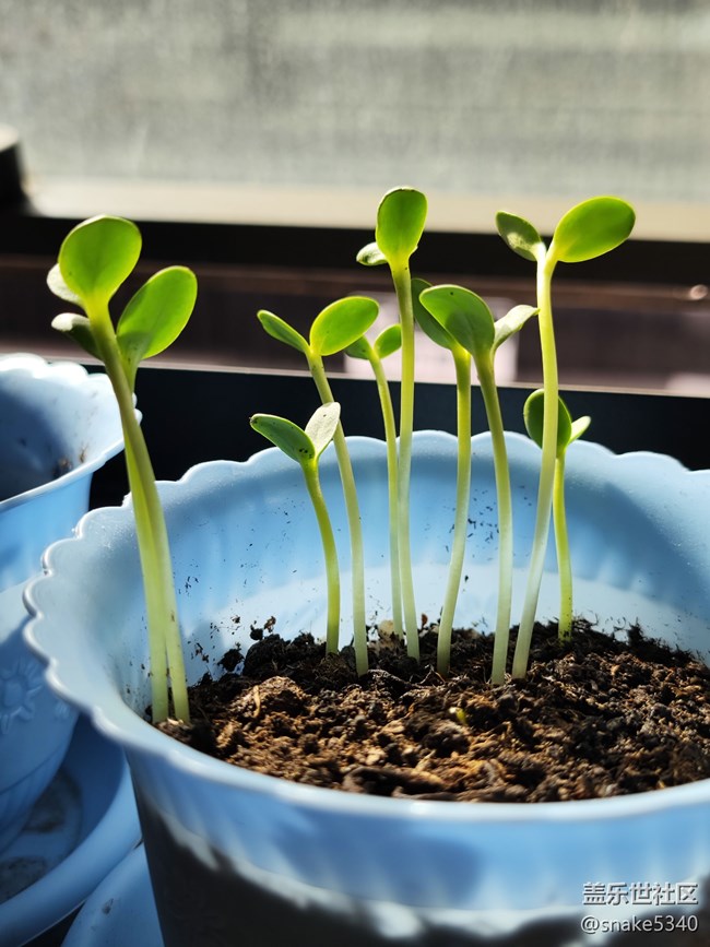 【青青嫩芽】+ 小小向日葵