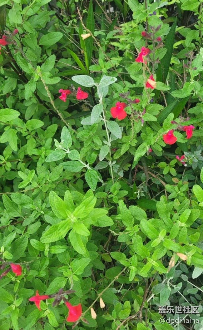 【春日寻花】繁花似锦