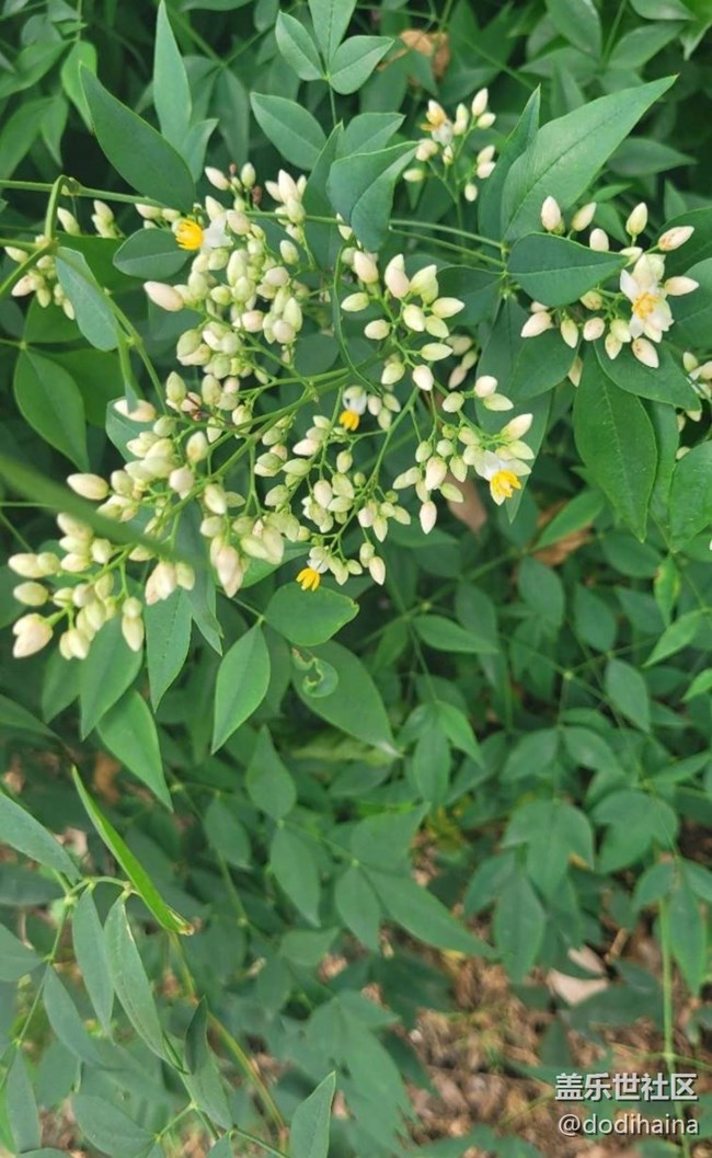【春日寻花】繁花似锦