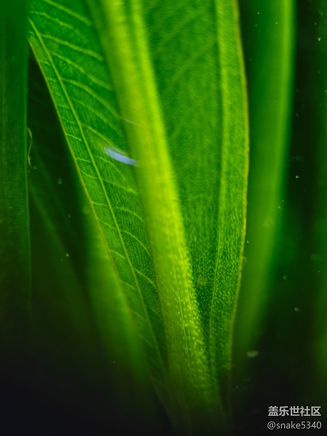 【青青嫩芽】+ 大水草