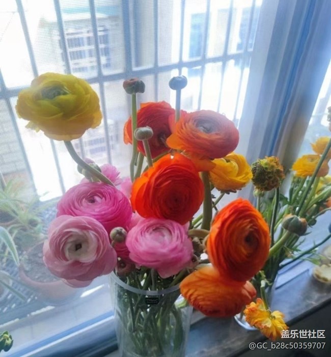 【春日寻花】花开灿烂