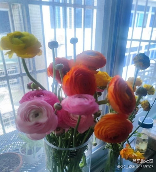 【春日寻花】花开灿烂