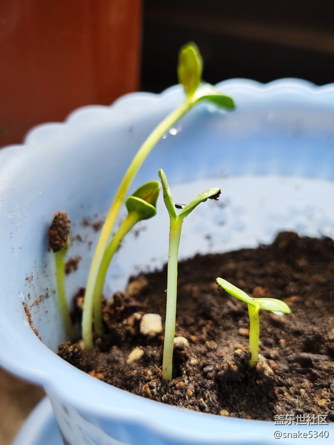 【青青嫩芽】+ 小小向日葵