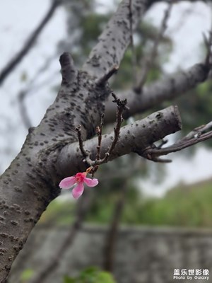 樱花
