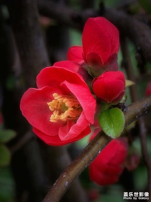 花草