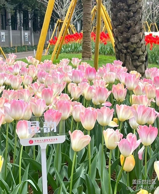 【春日寻花】赏郁季