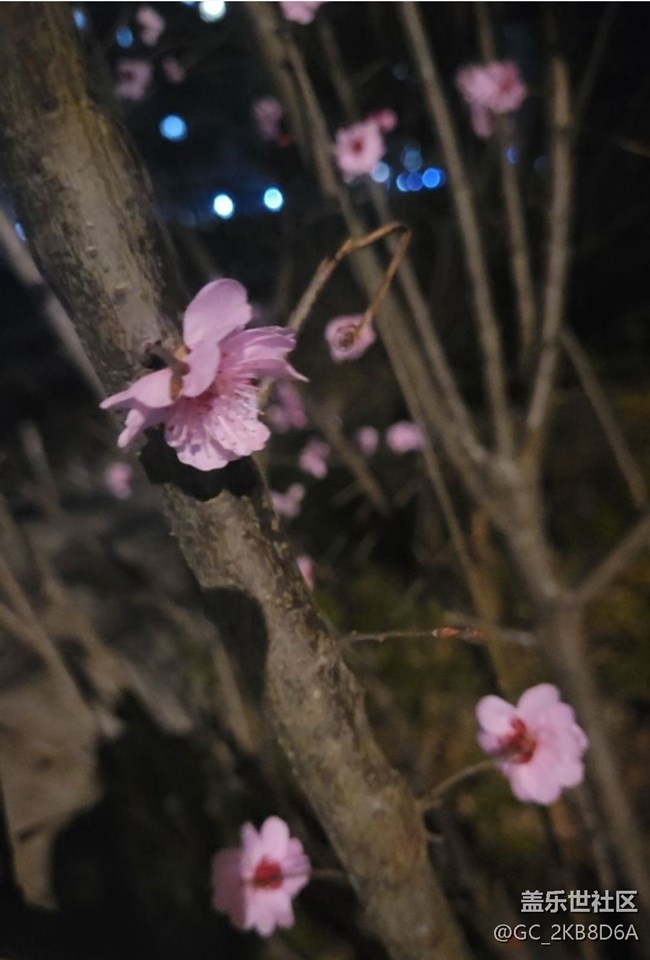 【广州的花花们】桃花开