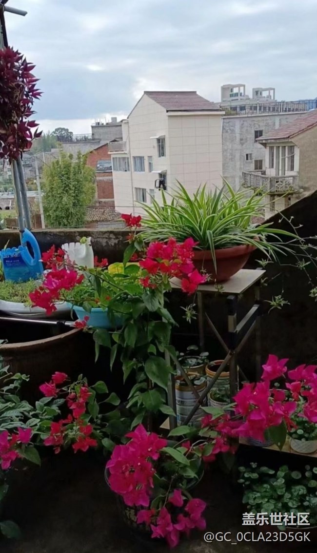 【春日寻花】闪亮的春天