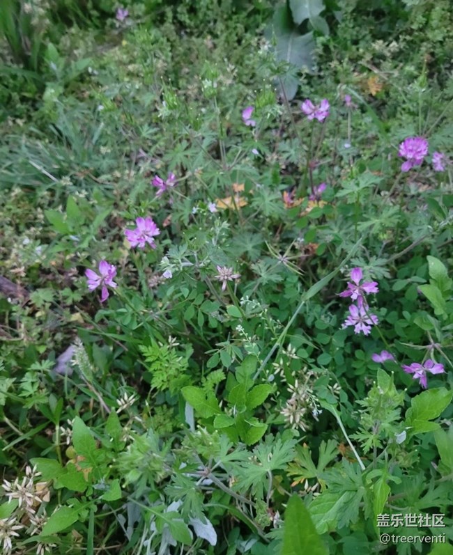 【广州的花花们】小野花