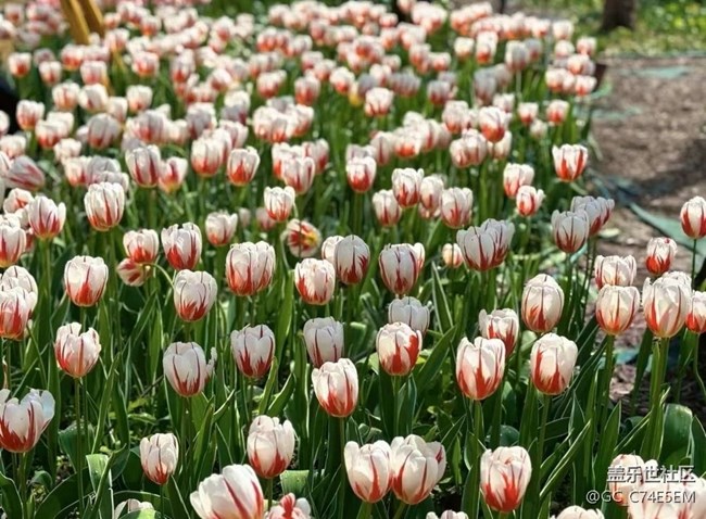 【广州的花花们】三月郁金香