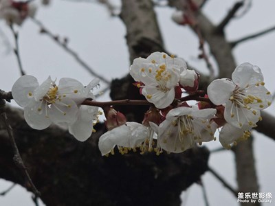 【好春光】春天是赏花的季节