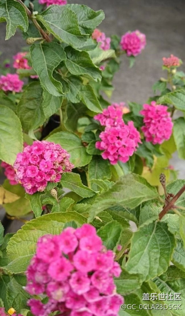 【春日寻花】闪亮的春天