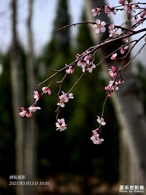 春拍樱花