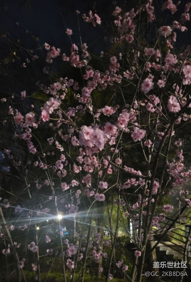 【广州的花花们】桃花开