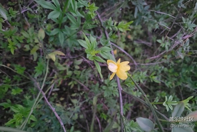 【广州的花花们】小野花