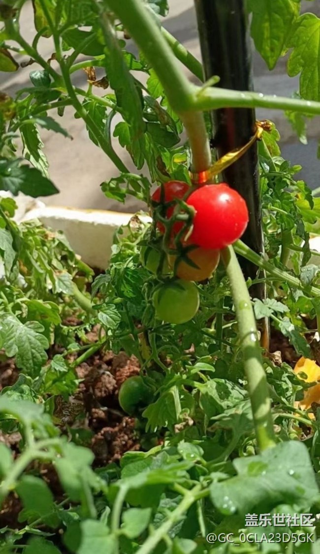 【春日寻花】闪亮的春天