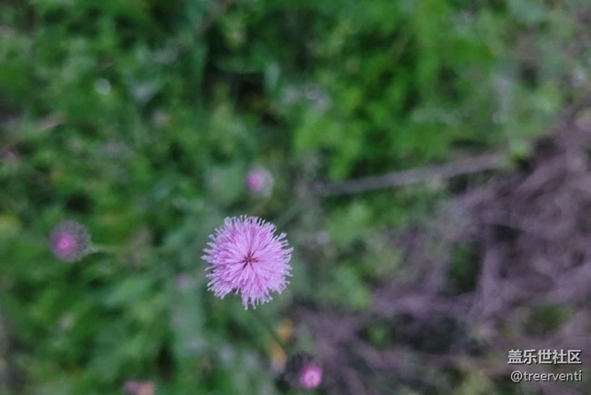 【广州的花花们】小野花