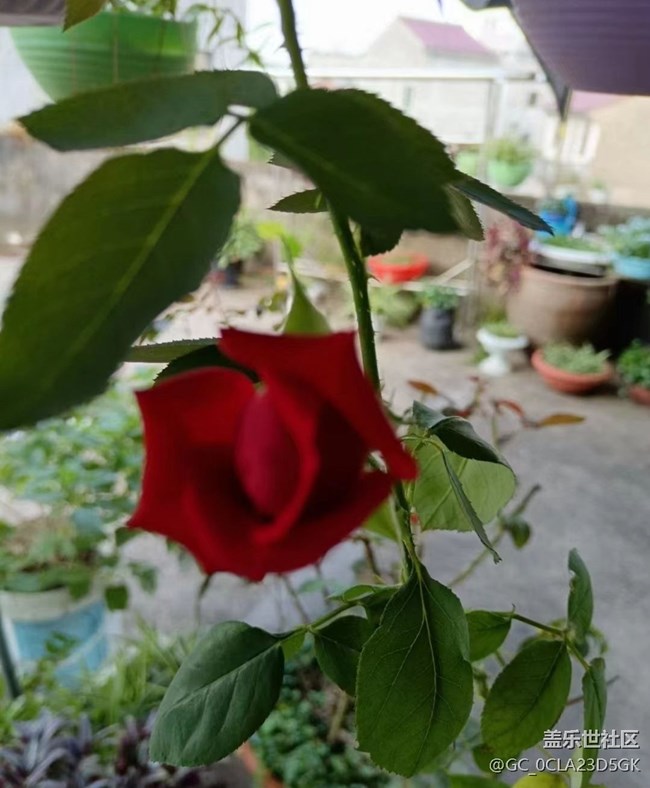 【春日寻花】闪亮的春天