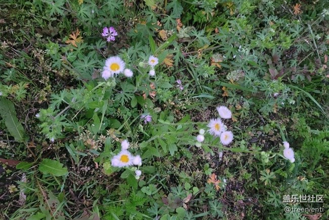 【广州的花花们】小野花
