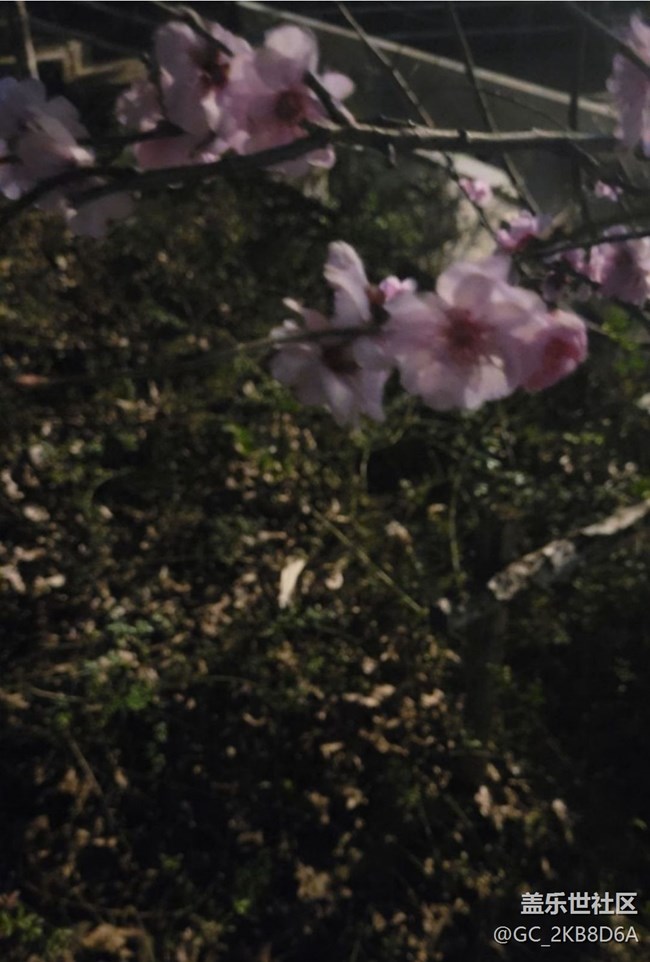 【广州的花花们】桃花开