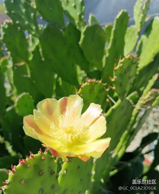 【春日寻花】闪亮的春天