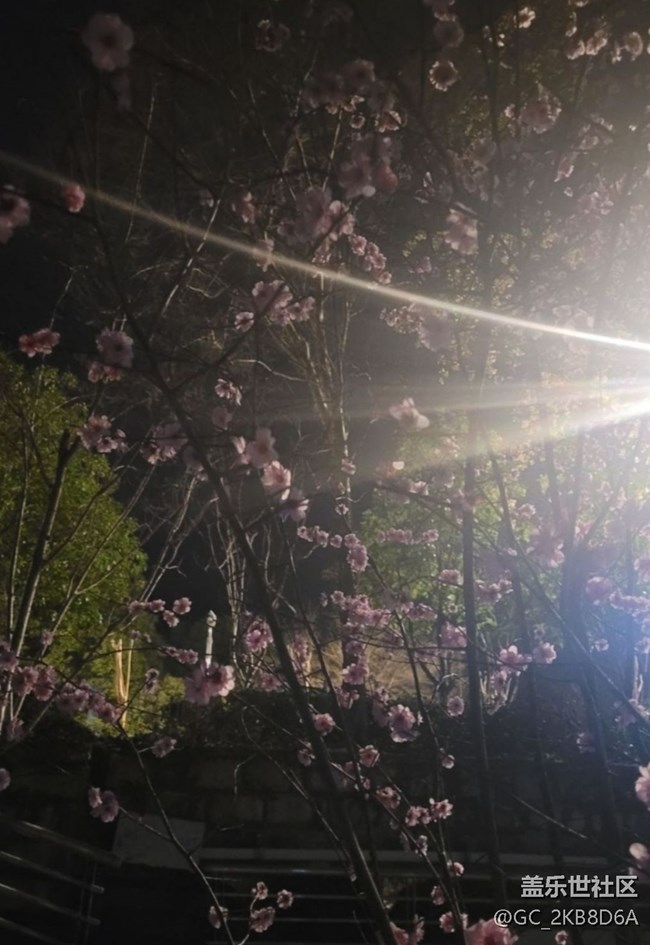 【广州的花花们】桃花开