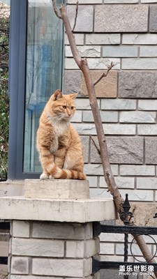 猫咪