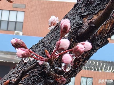 【好春光】+雨润花绽