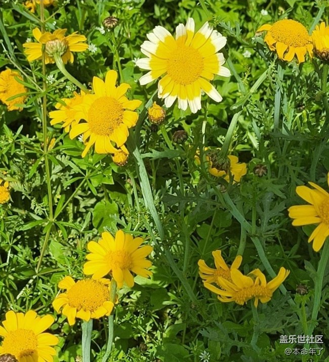 【广州的花花们】春花